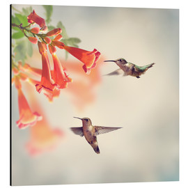Aluminiumsbilde  Hovering hummingbirds