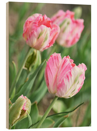 Trebilde  Pink tulips