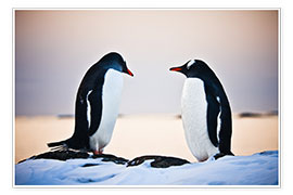 Plakat  Two identical penguins