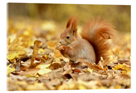 Akrylbilde  Red Squirrel in an urban park in autumn