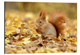 Aluminiumsbilde  Red Squirrel in an urban park in autumn