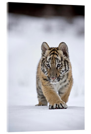 Akrylbilde  Siberian Tiger cub, walking on snow - FLPA