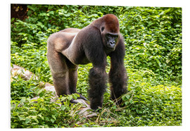 Bilde på skumplate  Western lowland gorilla, male in enclosure