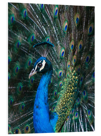 Bilde på skumplate  Indian Peacock - Andrew Michael
