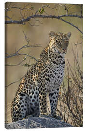 Lerretsbilde  Leopard perched on its rock - James Hager