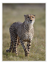 Plakat  Watchful cheetah - James Hager