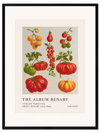 Innrammet kunsttrykk  The Album Benary - Tomato Varieties - Ernst Benary